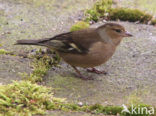 Chaffinch (Fringilla coelebs)