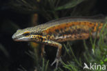 Palmate Newt (Lissotriton helveticus)