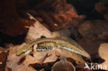 Palmate Newt (Lissotriton helveticus)