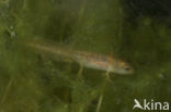 Palmate Newt (Lissotriton helveticus)