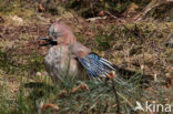 Eurasian Jay (Garrulus glandarius)