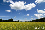 Cultivated Flax (Linum usitatissimum)