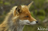 Vos (Vulpes vulpes)