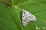 Least Black Arches (Nola confusalis)