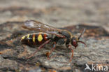 Vroege wespbij (Nomada leucophthalma) 