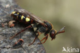 Vroege wespbij (Nomada leucophthalma) 