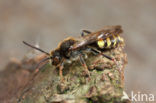 Vroege wespbij (Nomada leucophthalma) 