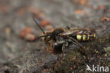 Vroege wespbij (Nomada leucophthalma) 