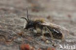 Vroege zandbij (Andrena praecox)