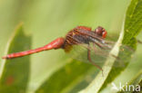 Vuurlibel (Crocothemis erythraea)