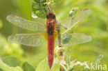 Vuurlibel (Crocothemis erythraea)