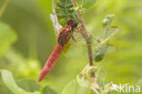 Vuurlibel (Crocothemis erythraea)