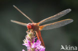 Vuurlibel (Crocothemis erythraea)