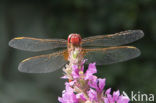 Vuurlibel (Crocothemis erythraea)