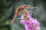 Vuurlibel (Crocothemis erythraea)