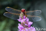 Vuurlibel (Crocothemis erythraea)