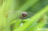 Vuurlibel (Crocothemis erythraea)