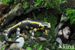 Vuursalamander (Salamandra salamandra) 