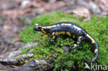 Fire Salamander (Salamandra salamandra)