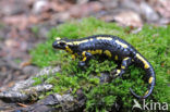 Vuursalamander (Salamandra salamandra) 