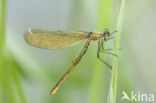 Banded Demoiselle (Calopteryx splendens)
