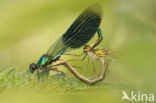 Weidebeekjuffer (Calopteryx splendens)