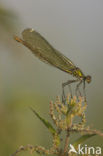 Banded Demoiselle (Calopteryx splendens)
