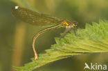 Banded Demoiselle (Calopteryx splendens)