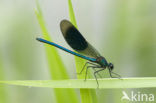 Banded Demoiselle (Calopteryx splendens)