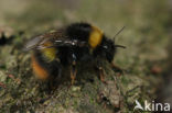 Early bumblebee (Bombus pratorum)