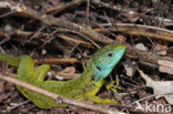 Western Green Lizard (Lacerta bilineata)