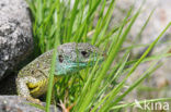 Western Green Lizard (Lacerta bilineata)