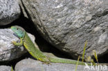 Western Green Lizard (Lacerta bilineata)