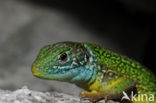 Western Green Lizard (Lacerta bilineata)