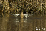 Mallard