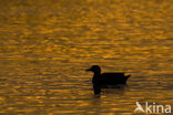 Mallard