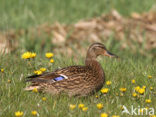 Mallard