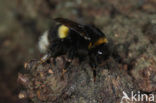 Bombus cryptarum