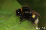 Bombus cryptarum