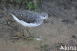 Green Sandpiper (Tringa ochropus)