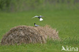 White-winged Tern (Chlidonias leucopterus)