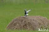 White-winged Tern (Chlidonias leucopterus)