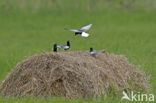 White-winged Tern (Chlidonias leucopterus)