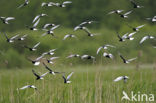 White-winged Tern (Chlidonias leucopterus)