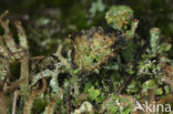 Cladonia monomorpha