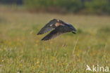 Eurasian Curlew (Numenius arquata) 