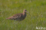 Eurasian Curlew (Numenius arquata) 