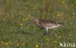 Eurasian Curlew (Numenius arquata) 
