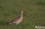 Eurasian Curlew (Numenius arquata) 