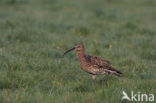 Eurasian Curlew (Numenius arquata) 